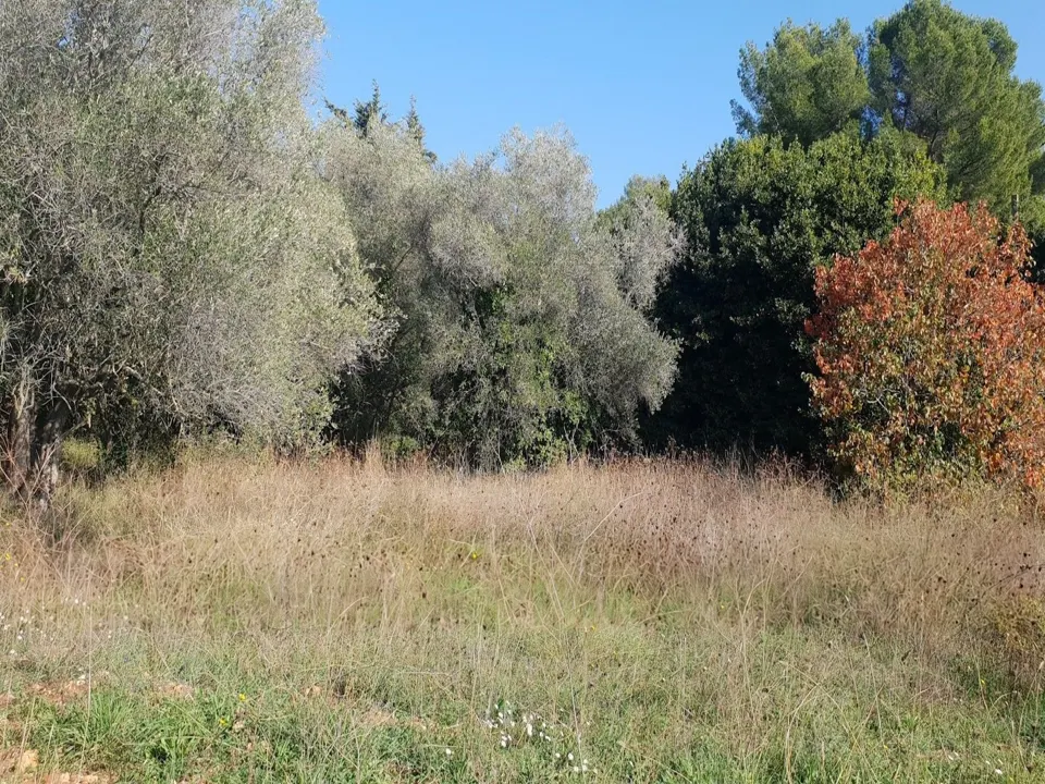 Real plot photos: a level field with mature olive trees, pines, the subdivision's new road
