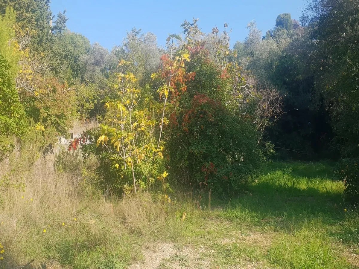 Autumn foliage and grass across the plot