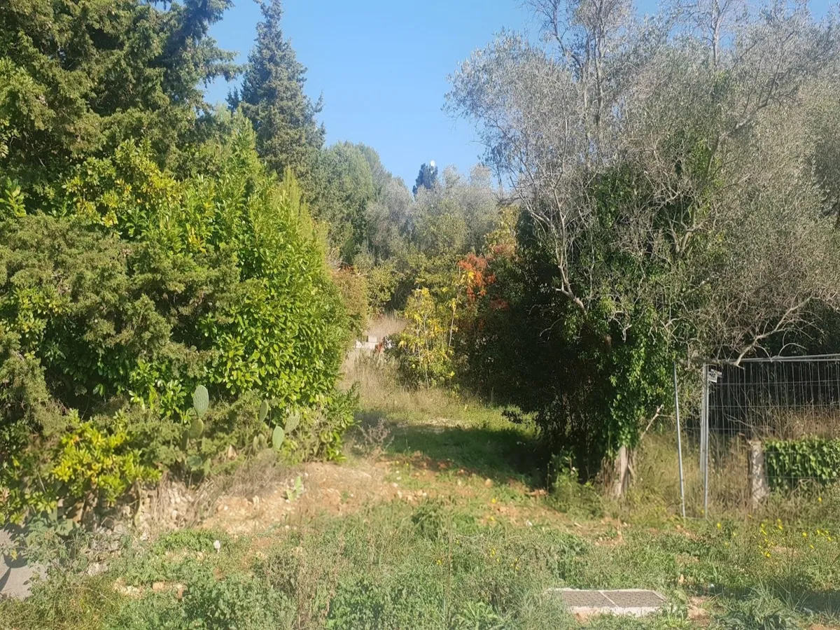 Cypress, citrus and the boundary fence