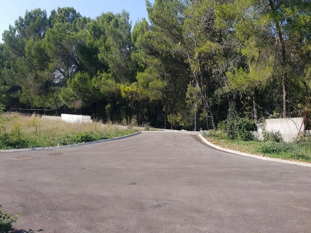 Access road along the pines